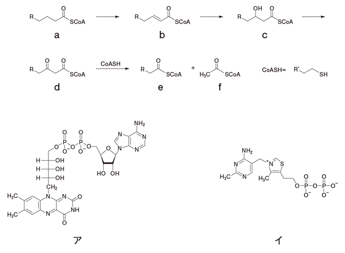 β酸化 脂肪酸と補酵素Aが縮合したチオエステルからアセチルCoAが生じる経路 104回薬剤師国家試験問138